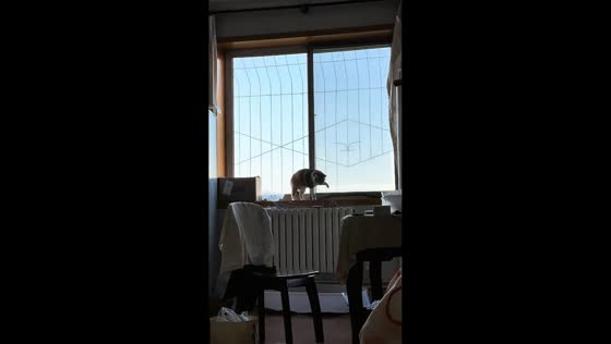 Cat reacts to tapping sounds with funny body movements in Shandong, China