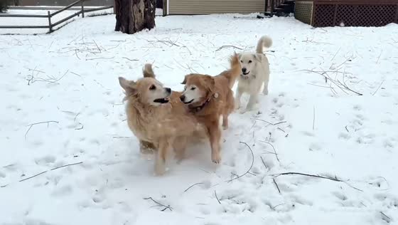 Golden Retrievers joyfully play in the snow in Rexford, New York, USA