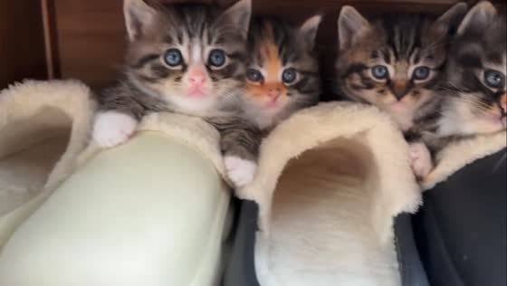 Adorable tabby kittens found hiding in slipper cabinet in Hebei, China