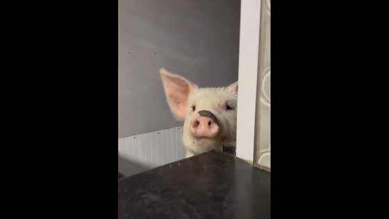 The adorable piglet suddenly appears when it heard a bag of food.