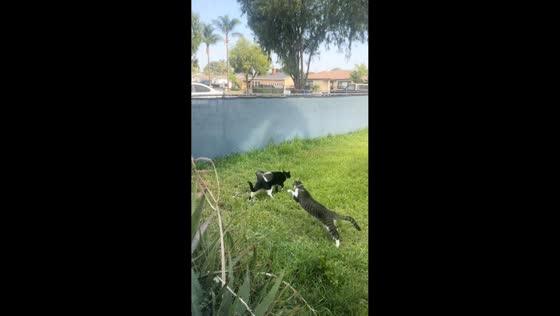 Cats collide trying to catch attacking bird in San Diego, California