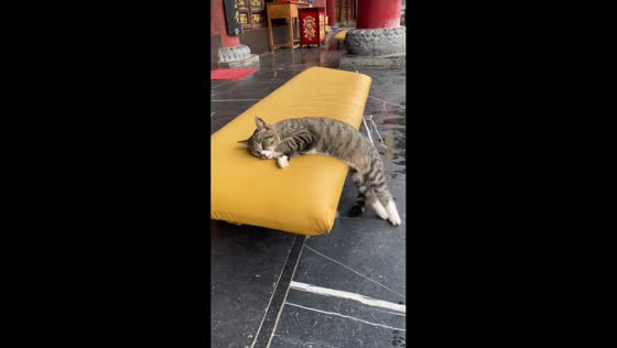 Cat sleep-kicks and tumbles off couch in Yunnan, China