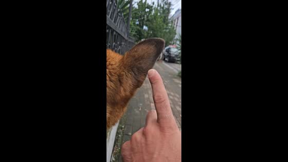 German shepherd startled by playful poke in Tbilisi, Georgia