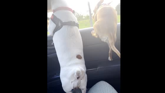 Dog almost falls out of moving car in Jarabacoa