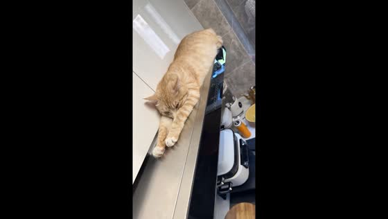 Cat naps on kitchen range hood in Liaoning, China
