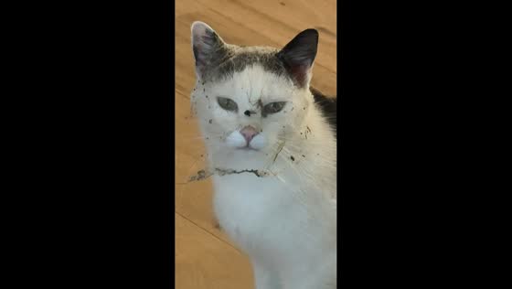 Cat returns home covered in cobwebs and garden debris in Suben, Austria