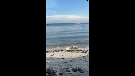 Dog surfs waves on the beach in Cebu, Philippines