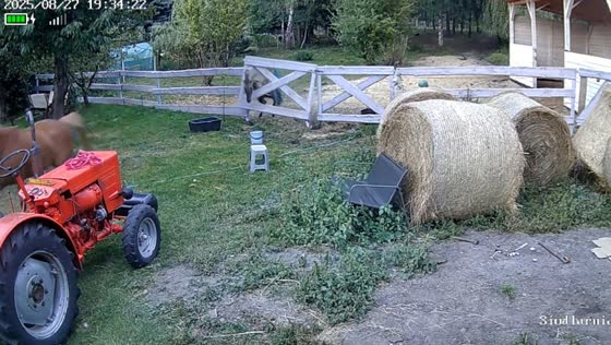 Horse detaches fence door while chasing another horse in Babice, Poland