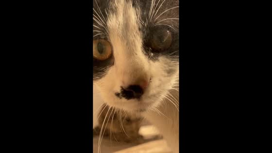 Curious cat peeks into camera in Barcelona, Spain