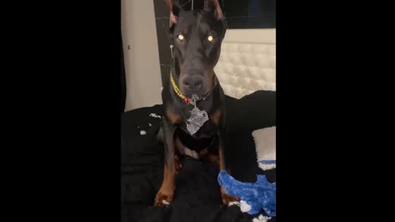 Dobermann spread the trash all over the house.