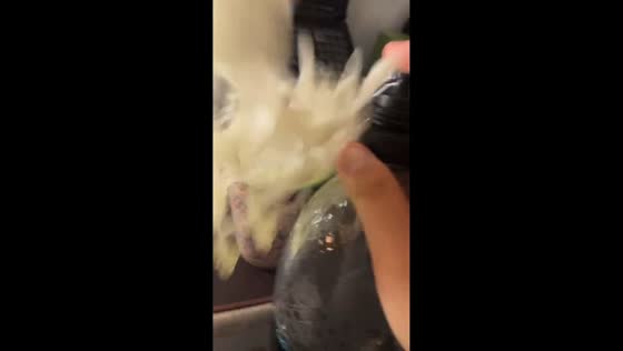 Sparkling water bottle mishap caught on camera in Italy