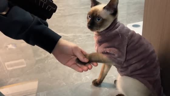 Cat responds to toy gun with handshake in Shaanxi, China