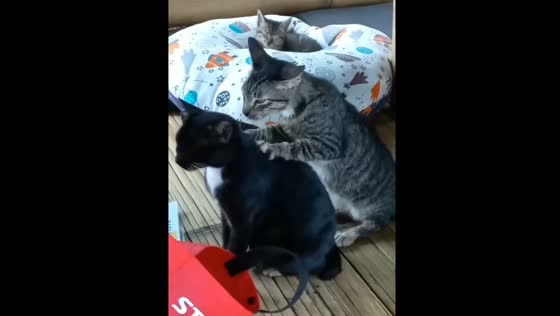 Cute Cat Massage: Unexpected Moment Captured at Bukit Air Restaurant, Bogor