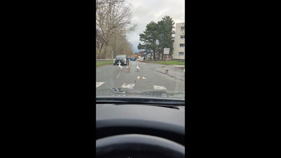 Truck drops load on road as geese cross in Dunkirk, France