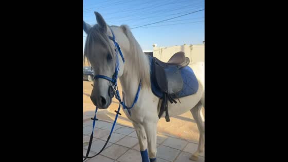 Horse kicks and shatters a glass door panel in Tabuk, Saudi Arabia