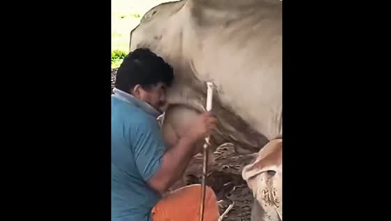 Cow kicks person while being milked in Confresa, Brazil