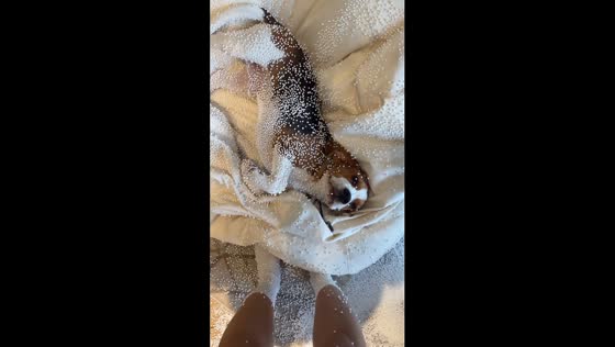 Dog covered in pouf filling after tearing it apart in Astana