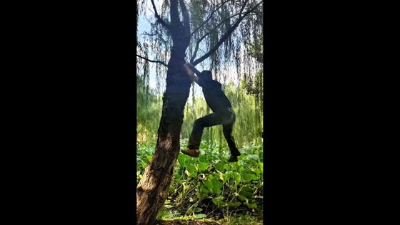 Man hilariously falls from tree after losing grip in Anhui, China