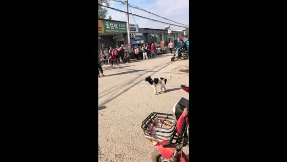 Dog dances along to live music in the middle of a street in Beijing, China