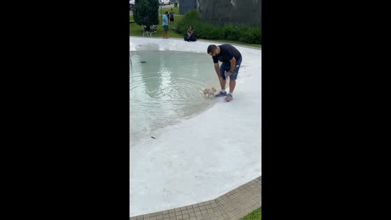 Dog's size reduces after running into puddle in Curitiba