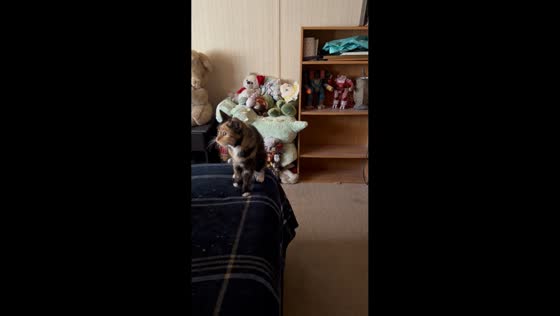 Protective cat swats owner's hand after thinking Aaron is hurt in Bullhead, Arizona, USA