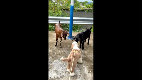 Dog gets headbutted by a goat in Hunan, China