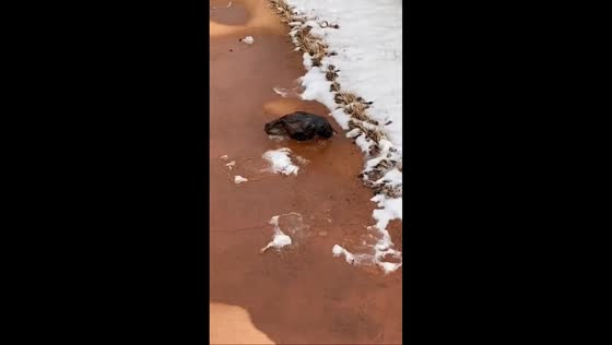 Plastic bag mistaken for hippopotamus during walk in Songdo, South Korea
