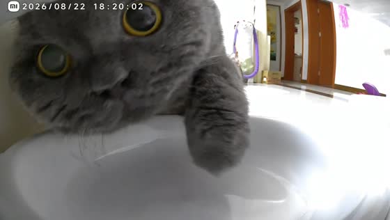 Cat accidentally presses feeder button and gets a snack in Jiangsu, China