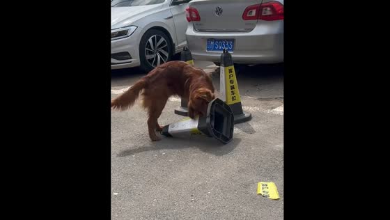 Dog plays with traffic cone in Liaoning