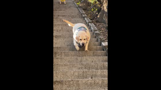 Chubby dog goes down stairs in Hebei, China,