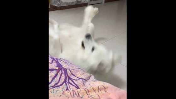 Samoyed dog jumps and falls in Henan, China