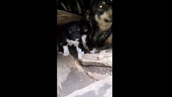 Abandoned dog and puppies found in Izyum, Ukraine after liberation
