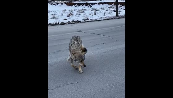 Wolf stranded on a road in Tatvan, Türkiye 