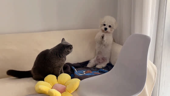 Dog waves in surrender as cat playfully attacks