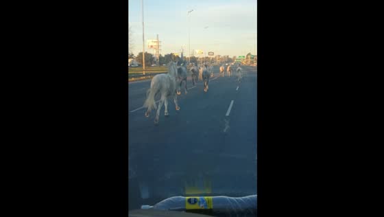 Horses run on Pan-American Highway in Argentina