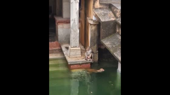 Monkeys seen swimming in Ambikeshvar Mahadev temple waters in Jaipur
