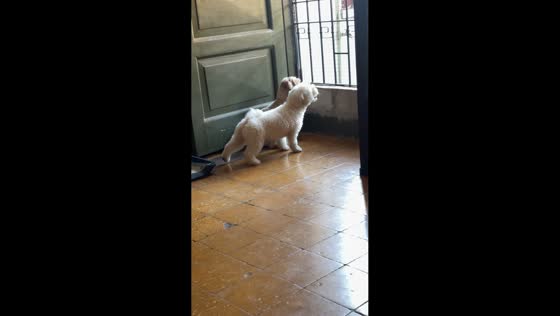 Dog hilariously twerks after failed attempt to impress in Manila, Philippines