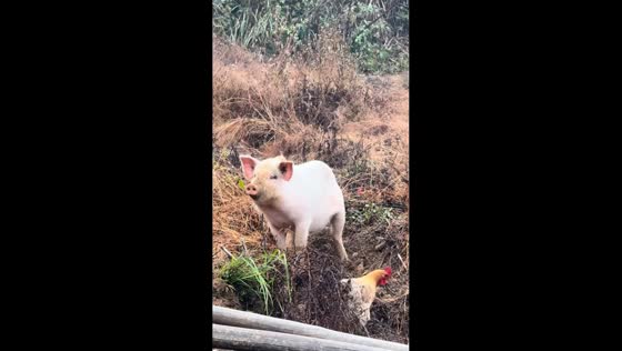 Pig responds to owner's call in Hunan, China