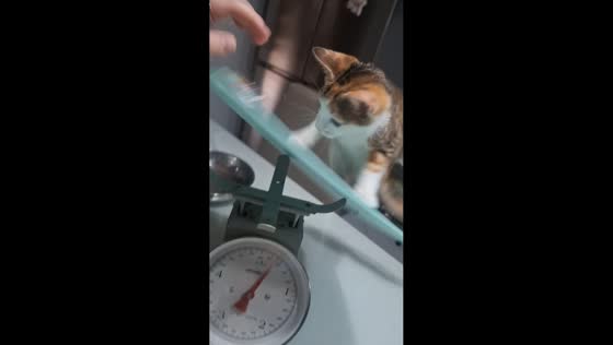 Cat falls off scale during weighing in Mascalucia, Italy