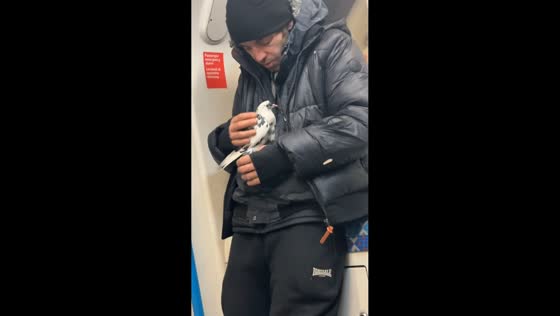 Man spotted carrying and kissing a pigeon on train in London, England, UK