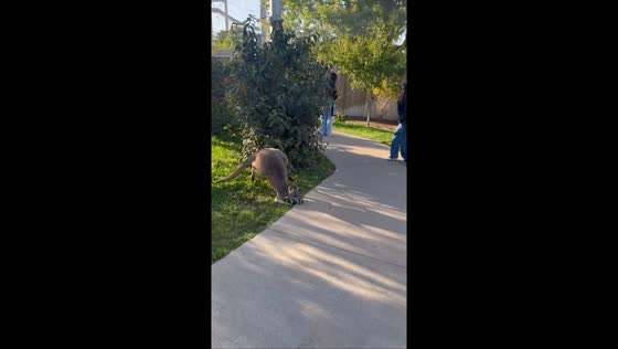 Kangaroo slips and quickly recovers in Indianapolis, Indiana, USA