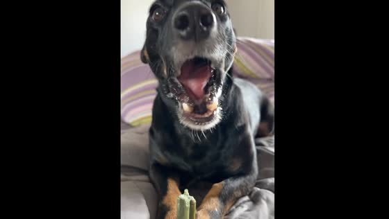 Nero the Doberman-Dackel mix enjoys chicken dental sticks in Hamburg, Germany