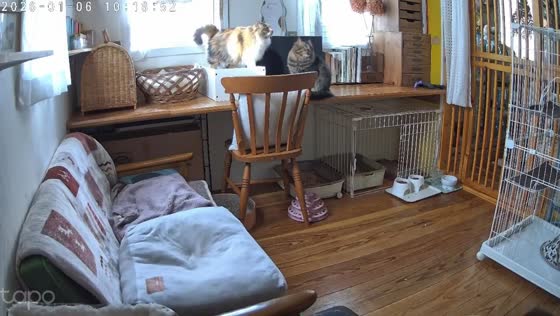 Cats react instinctively during magnitude 6.2 earthquake in Saihaku, Tottori, Japan