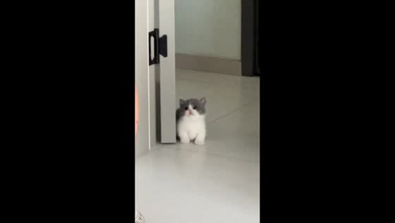 Kitten playfully follows owner beside the door in Shaanxi, China