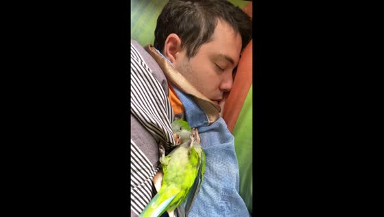 Sleepy parrot Loro plays tug-of-war with sheets