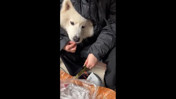 Pet dog patiently enjoys sunflower seeds in Chongqing, China