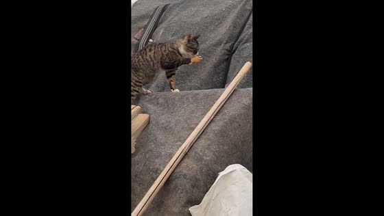 Cat wearing tiny peace-sign gloves stretches its paws in Shandong, China