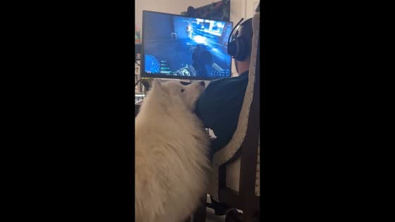Dog leans on owner while asking for second dinner in Lancaster, Pennsylvania, USA
