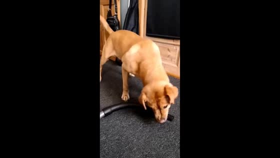 Dog struggles with vacuum cleaner in Slagelse, Denmark