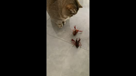 Cat makes crayfish spin while playing on floor in Hebei, China